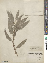 Salix eriocephala image