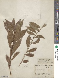 Salix eriocephala image