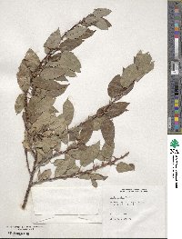 Salix eriocephala image