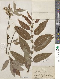 Salix eriocephala image