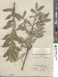 Salix eriocephala image