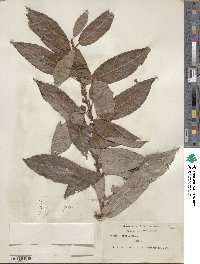 Salix eriocephala image