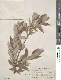 Salix eriocephala image