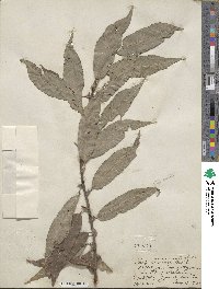 Salix eriocephala image