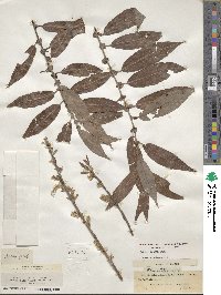 Salix eriocephala image