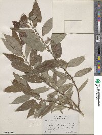 Salix eriocephala image