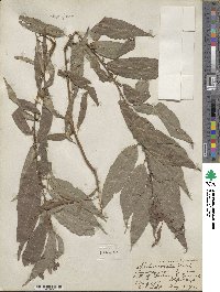 Salix eriocephala image