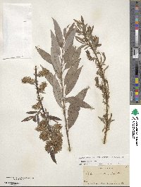 Salix eriocephala image