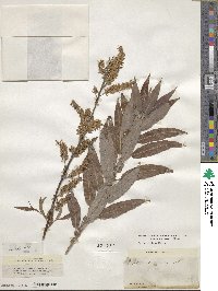 Salix eriocephala image