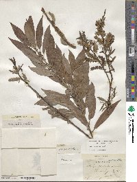 Salix eriocephala image