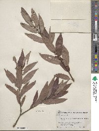 Salix eriocephala image