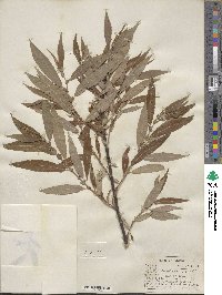 Salix eriocephala image