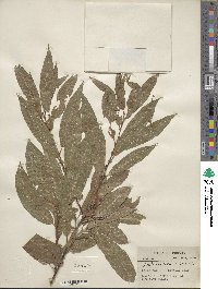 Salix eriocephala image