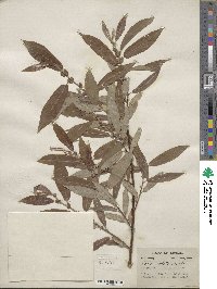 Salix eriocephala image