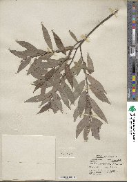 Salix eriocephala image