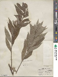 Salix eriocephala image