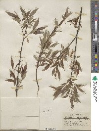 Salix eriocephala image