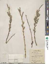 Salix eriocephala image