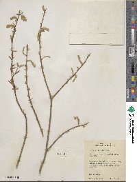 Salix eriocephala image