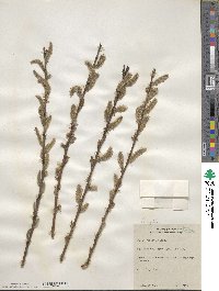 Salix eriocephala image