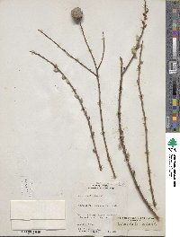 Salix eriocephala image