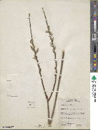 Salix eriocephala image