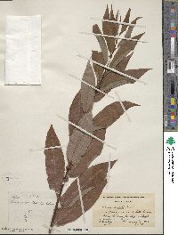 Salix eriocephala image