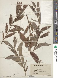 Salix eriocephala image