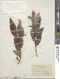 Salix eriocephala image