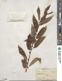 Salix eriocephala image