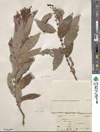 Salix eriocephala image