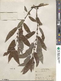 Salix eriocephala image