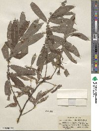 Salix eriocephala image