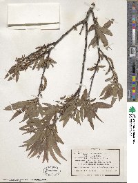 Salix eriocephala image