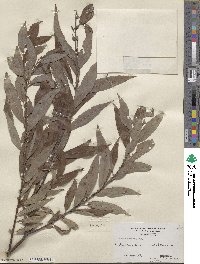 Salix eriocephala image