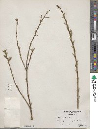 Salix eriocephala image