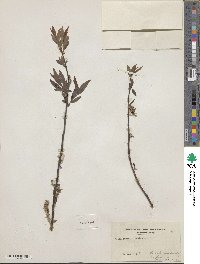 Salix eriocephala image