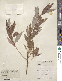 Salix eriocephala image