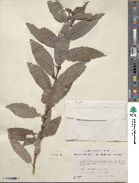 Salix eriocephala image