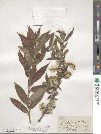 Salix eriocephala image