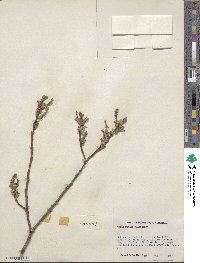 Salix eriocephala image