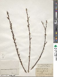 Salix eriocephala image