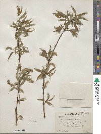 Salix eriocephala image