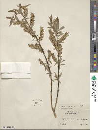 Salix eriocephala image