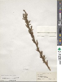 Salix eriocephala image