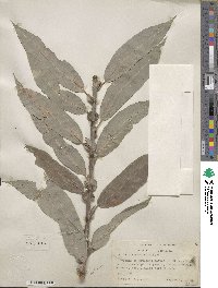 Salix eriocephala image