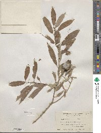 Salix eriocephala image