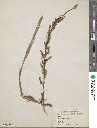 Salix eriocephala image