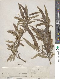 Salix eriocephala image