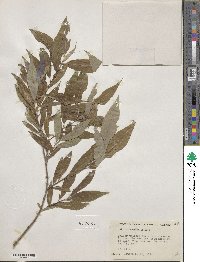 Salix eriocephala image